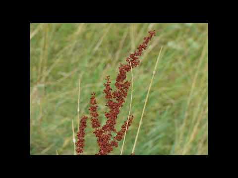 Smuténka, skupina Manon, text Jan Skácel