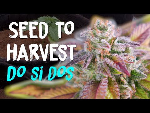 Do Si Dos Seed to Harvest Grow Review from Seedstockers | Strain Review | Home Grow TV