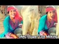 OMG Cow Milking By Hand Village Beautiful Girl Cow Milking Milking