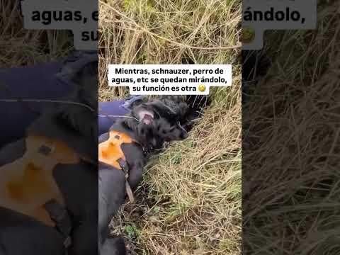 La genética influye en cómo ve la vida tu perro!