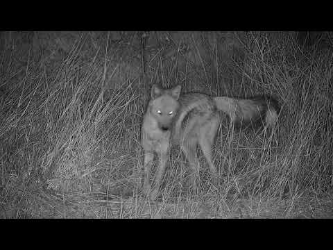Djuma: Side-striped Jackal looking for dinner - 23:29 - 08/22/19