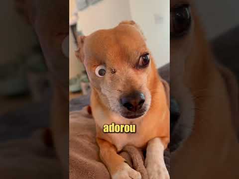 Esse cachorrinho nasceu com apenas um olho! 🥺
