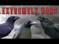 Rarest Crows on Earth - Critically Endangered, Extinct in the Wild, Feared Extinct