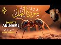 سورة النمل كاملة تلاوة هادئة بلال دربالي Sourate An Naml Bilal Dar