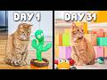 I Bought My Cat A Toy Everyday For 31 Days