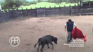 Clip 2 Tienta de Vacas - Ganaderia San Antonio - Milad Jose Barguil