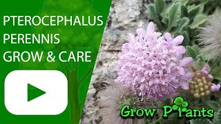 Pterocephalus perennis - grow & care (Pincushion Flower)