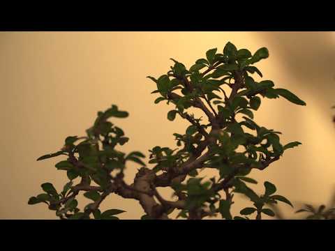 Kiefern, Eichen und Windflüchter im Miniformat – Bonsai