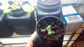 New hydroponic plants