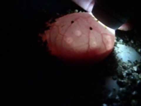 YouTube Video BuJsvvynRQc