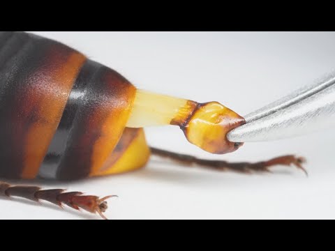 サンディエゴのコミコン 2004 でのクローディア・ブラック