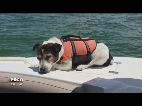 Couples Save Jack Russell Terrier In The Gulf Of Mexico
