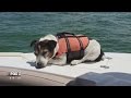 Swimming dog rescued after 3 hours in Gulf of Mexico