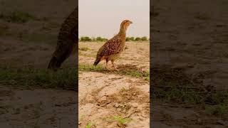Download lagu kicau burung kicau mania masteran burung birds lucu hiburan mp3