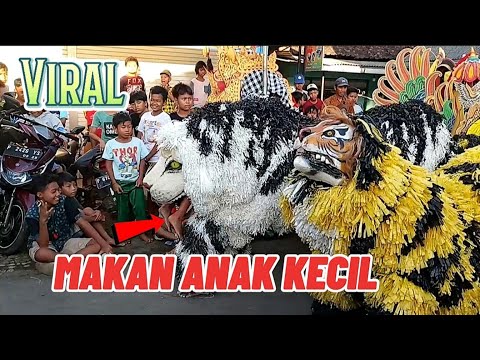 VIRAL BOCIL DI MAKAN CAN MACANAN BARONG SEKAR PUTIH_Live Benelan Lor