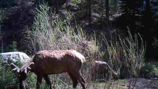 Elk in Eagle&#39;s Nest on May 26, 2016