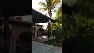 PARDO 063
