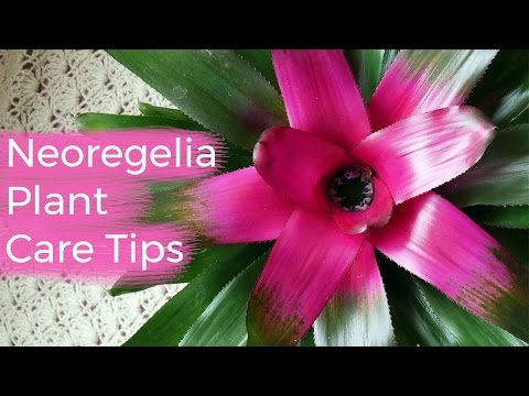 , title : 'Neoregelia Plant Care Tips: The Bromeliad With The Striking Foliage / Joy Us Garden'