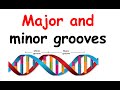 Major groove and minor groove
