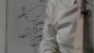 neuro Dr a7med galal spinal cord blood supply of spinal cord
