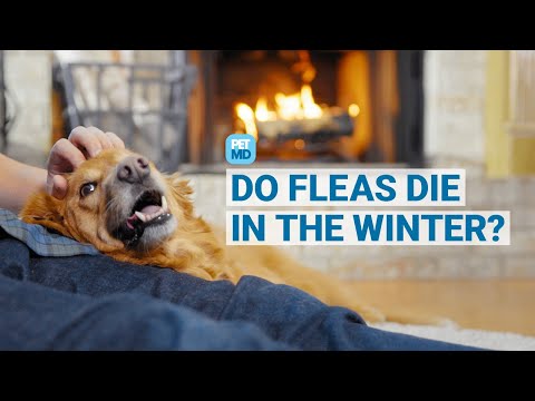 Do Fleas Die in the Winter?