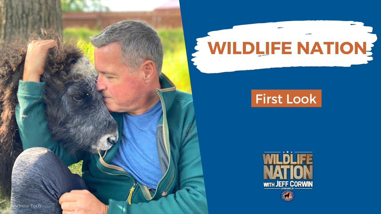 Take a First Look at Wildlife Nation