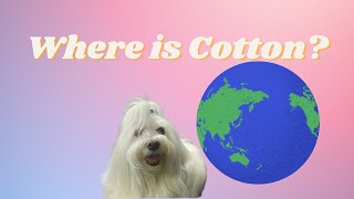 Where Is Cotton?? Episode 2
