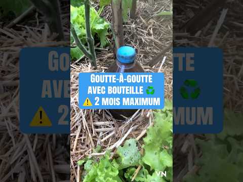 DIY Bottle Drip Irrigation: 2-Month Max Watering Hack