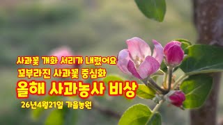 1년 농사 결정짓는 개화기 서리피해 올해 사과 농사 비상입니다  영하권 날씨에 가을농원 사과나무들이 견뎌낼 …
