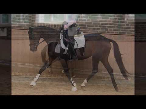 4j. Stute von Fürstenball x Sir Donnerhall - Kontakt: +49 (0) 151 - 40 43 6868