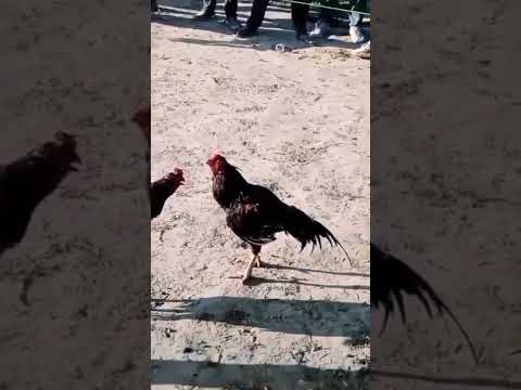 aseel murga ki fighting ll #petsvlog