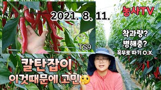 고추재배,  고추 품종 칼탄잡이 재배기간 동안 우리가 경험한 장점과 단점을 소개합니다.[농사TV]