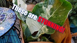 Gorgeous New Plants From Walmart and Carnivero