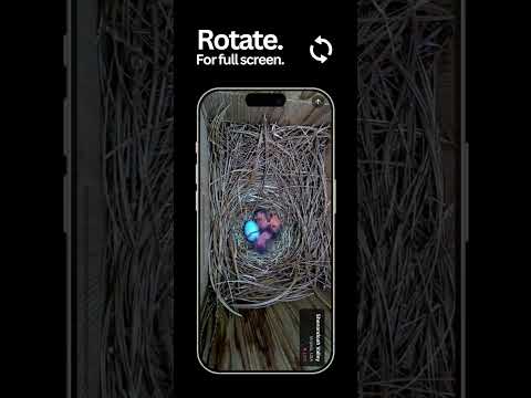 Nest Box Live video thumbnail