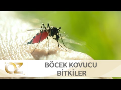 a talpi szemölcs eltávolítása után, mint feldolgozás céljából helmint fejlesztése