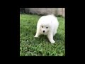 Samoyedo cachorro en venta