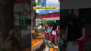 Download lagu momen lucu ketika dua wanita cantik joget sama monyet ‼️‼️ #monyet #lucu #ngakak #joget #goyang mp3