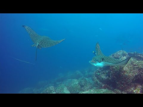 Fearless stingrays swim right through hammerhead shark gauntlet