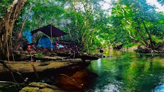 Download lagu Camp Fishing || Menjelajah Hutan Kalimantan Yang Jarang Di Jamah Manusia dan Memancing Ikan mp3