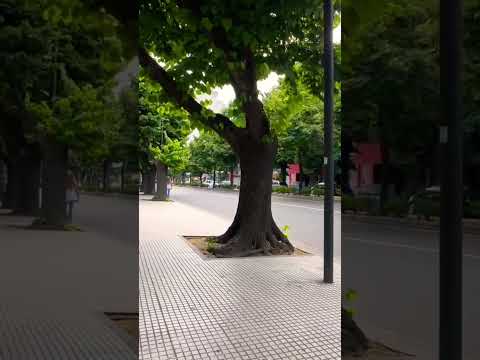 Realmente es una tarde demasiado tranquila en la ciudad de #laplata #walking #shorts #tour #bsas