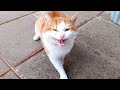 Loud Meowing Cat Is Hungry