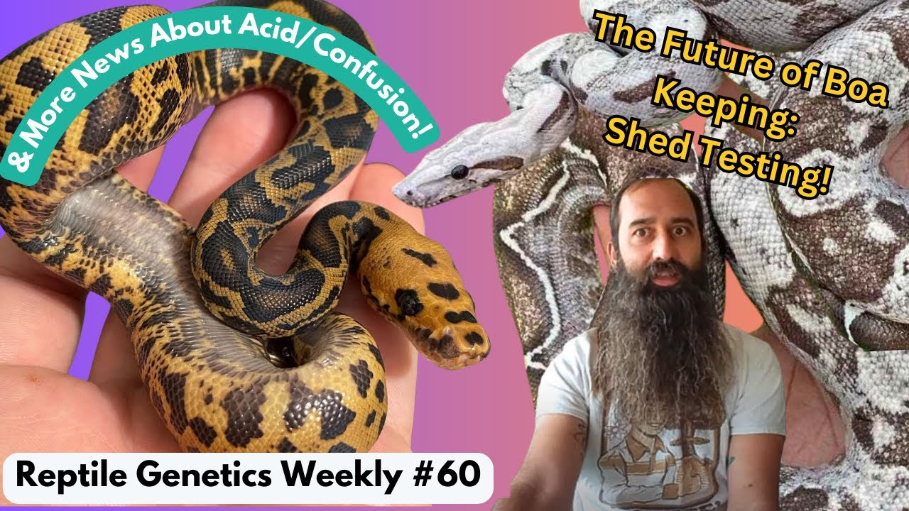 "Kahl"-ing All Boa Keepers! Plus, Acid/Confusion Updates! - RGW Ep 60