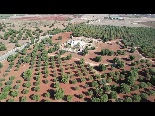 Rif. 1624 Storica masseria in vendita con 28 ettari di Uliveto a Carovigno Brindisi