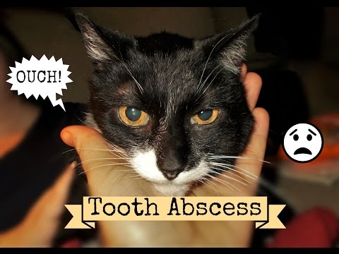 Cat Abscess What It Is, What To Do & Can You Afford The Vet? Scrubby's Bad Tooth Abscess Care
