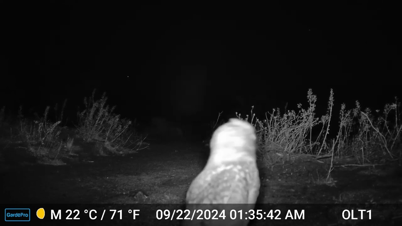 S2E24: A Burrowing Owl Checks In At A Happy Valley Wildlife Camera