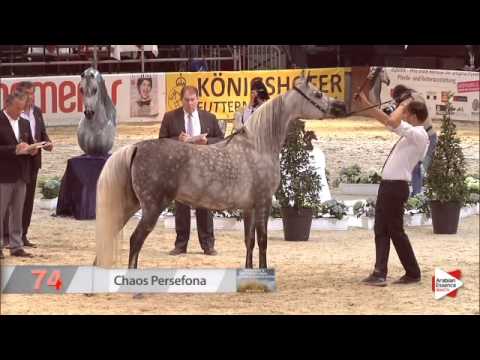 N.74 CHAOS PERSEFONA - Wels 2015 - Mares 7-10 years old (Class 9)