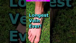 Longest Vein Ever: The Great Saphenous Vein Check #shorts