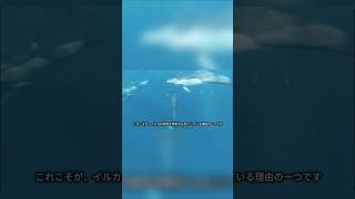 あなたがまだ知らないかもしれない、イルカの4つの驚異的な能力【第3弾】 #動物好き #animals #特有種