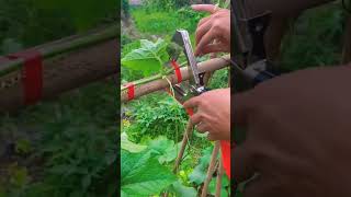 Tapetool bitki bağlama tabancası #bağ #fidan #k