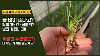 농가 현장 방문!!! 쪽파 얼갈이 배추 생육이 이상해요 이파리가 말라가요